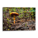 Hongo - Alvaro Martinz | Cuadro decorativo de Canvas Lab