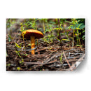 Hongo - Alvaro Martinz | Cuadro decorativo de Canvas Lab