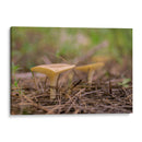 HONGOS DEL BOSQUE - Alvaro Martinz | Cuadro decorativo de Canvas Lab