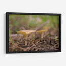 HONGOS DEL BOSQUE - Alvaro Martinz | Cuadro decorativo de Canvas Lab