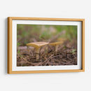 HONGOS DEL BOSQUE - Alvaro Martinz | Cuadro decorativo de Canvas Lab