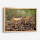 HONGOS DEL BOSQUE - Alvaro Martinz | Cuadro decorativo de Canvas Lab