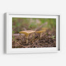 HONGOS DEL BOSQUE - Alvaro Martinz | Cuadro decorativo de Canvas Lab