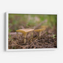 HONGOS DEL BOSQUE - Alvaro Martinz | Cuadro decorativo de Canvas Lab