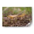 HONGOS DEL BOSQUE - Alvaro Martinz | Cuadro decorativo de Canvas Lab