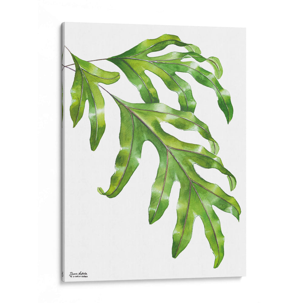 Helecho Pata de Canguro - Blanca Aurora | Cuadro decorativo de Canvas Lab