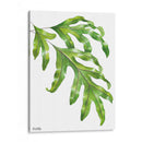 Helecho Pata de Canguro - Blanca Aurora | Cuadro decorativo de Canvas Lab