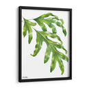 Helecho Pata de Canguro - Blanca Aurora | Cuadro decorativo de Canvas Lab