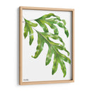 Helecho Pata de Canguro - Blanca Aurora | Cuadro decorativo de Canvas Lab