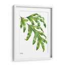 Helecho Pata de Canguro - Blanca Aurora | Cuadro decorativo de Canvas Lab