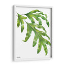 Helecho Pata de Canguro - Blanca Aurora | Cuadro decorativo de Canvas Lab