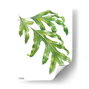 Helecho Pata de Canguro - Blanca Aurora | Cuadro decorativo de Canvas Lab