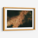 Espigas caídas 01 - Dreamer Studio | Cuadro decorativo de Canvas Lab