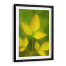 Hojas al final del verano - Dreamer Studio | Cuadro decorativo de Canvas Lab