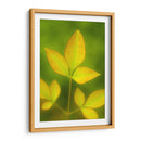 Hojas al final del verano - Dreamer Studio | Cuadro decorativo de Canvas Lab