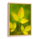 Hojas al final del verano - Dreamer Studio | Cuadro decorativo de Canvas Lab