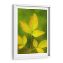 Hojas al final del verano - Dreamer Studio | Cuadro decorativo de Canvas Lab