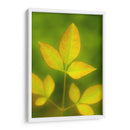 Hojas al final del verano - Dreamer Studio | Cuadro decorativo de Canvas Lab