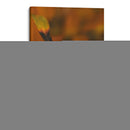 Hoja de otoño Macro 01 - Dreamer Studio | Cuadro decorativo de Canvas Lab