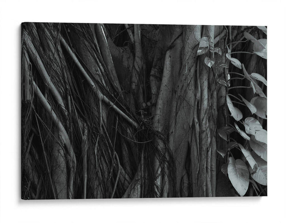 Raíces de Árbol - Luis Velasco | Cuadro decorativo de Canvas Lab