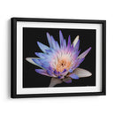 Lirio rosa y azul de Chicago. - Silviamarphotography | Cuadro decorativo de Canvas Lab
