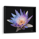 Lirio rosa y azul de Chicago. - Silviamarphotography | Cuadro decorativo de Canvas Lab