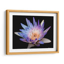 Lirio rosa y azul de Chicago. - Silviamarphotography | Cuadro decorativo de Canvas Lab