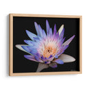 Lirio rosa y azul de Chicago. - Silviamarphotography | Cuadro decorativo de Canvas Lab
