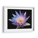 Lirio rosa y azul de Chicago. - Silviamarphotography | Cuadro decorativo de Canvas Lab