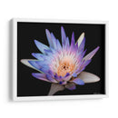 Lirio rosa y azul de Chicago. - Silviamarphotography | Cuadro decorativo de Canvas Lab
