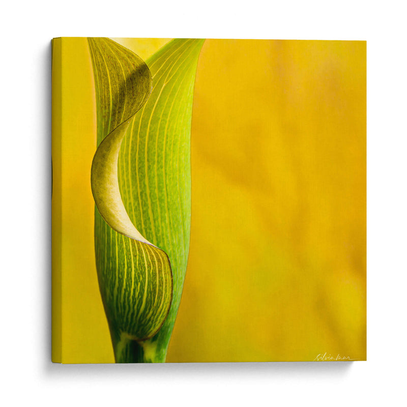 Yellow Cala - Silviamarphotography | Cuadro decorativo de Canvas Lab