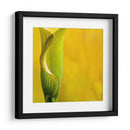 Yellow Cala - Silviamarphotography | Cuadro decorativo de Canvas Lab