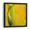 Yellow Cala - Silviamarphotography | Cuadro decorativo de Canvas Lab