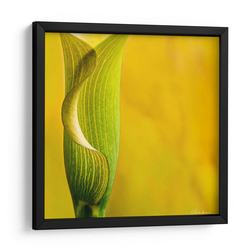 Yellow Cala - Silviamarphotography | Cuadro decorativo de Canvas Lab