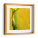 Yellow Cala - Silviamarphotography | Cuadro decorativo de Canvas Lab