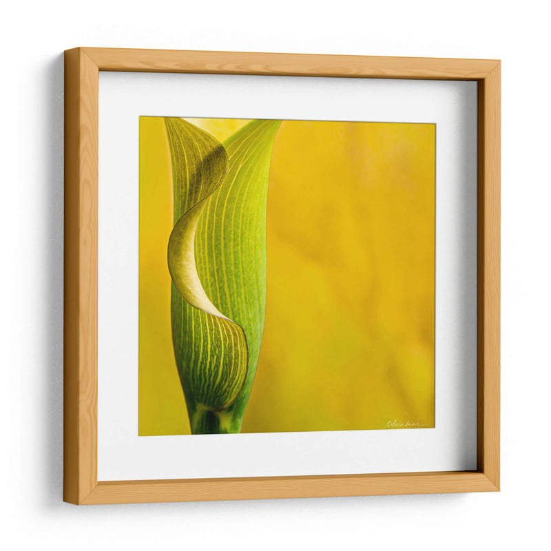 Yellow Cala - Silviamarphotography | Cuadro decorativo de Canvas Lab