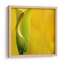 Yellow Cala - Silviamarphotography | Cuadro decorativo de Canvas Lab