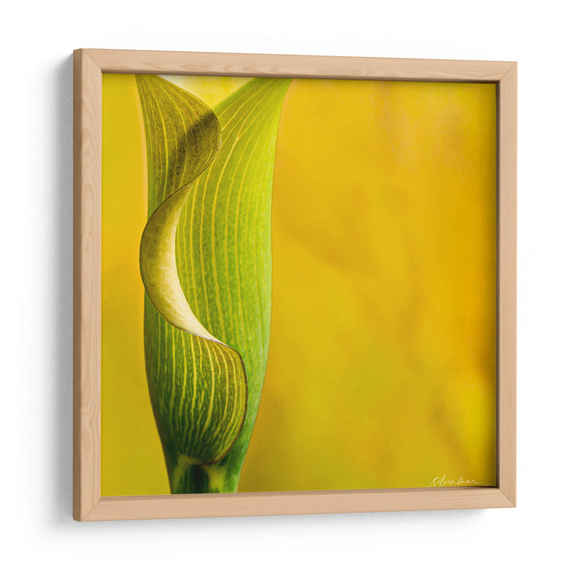Yellow Cala - Silviamarphotography | Cuadro decorativo de Canvas Lab