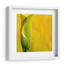 Yellow Cala - Silviamarphotography | Cuadro decorativo de Canvas Lab