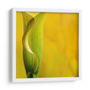 Yellow Cala - Silviamarphotography | Cuadro decorativo de Canvas Lab