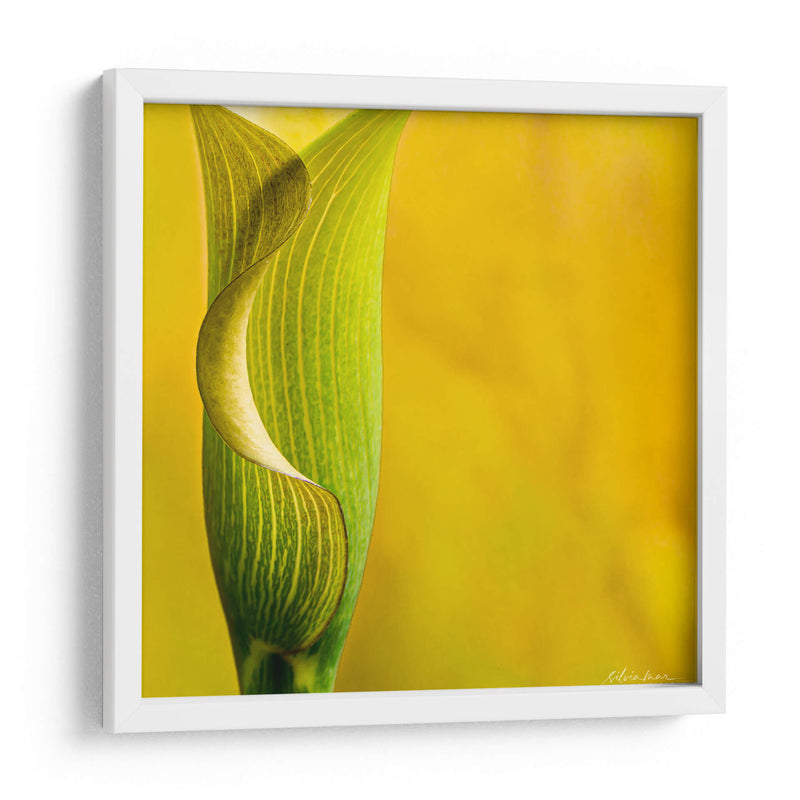 Yellow Cala - Silviamarphotography | Cuadro decorativo de Canvas Lab