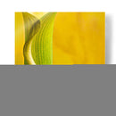 Yellow Cala - Silviamarphotography | Cuadro decorativo de Canvas Lab