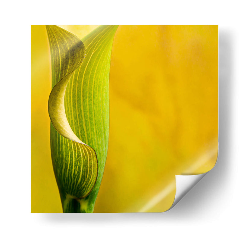 Yellow Cala - Silviamarphotography | Cuadro decorativo de Canvas Lab