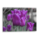 Tulipanes Violeta - Carlos Franken | Cuadro decorativo de Canvas Lab