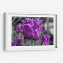 Tulipanes Violeta - Carlos Franken | Cuadro decorativo de Canvas Lab