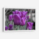 Tulipanes Violeta - Carlos Franken | Cuadro decorativo de Canvas Lab