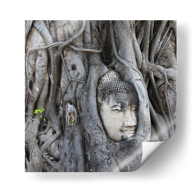 Cabeza de Buda en la Higera - Carlos Franken | Cuadro decorativo de Canvas Lab