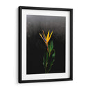 Bird of Paradise - Boysribs | Cuadro decorativo de Canvas Lab