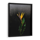 Bird of Paradise - Boysribs | Cuadro decorativo de Canvas Lab