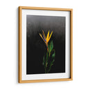 Bird of Paradise - Boysribs | Cuadro decorativo de Canvas Lab